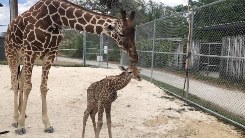 طوله 6 أقدام.. عجل زرافة حديث الولادة يستكشف محيطه لأول مرة في حديقة حيوانات