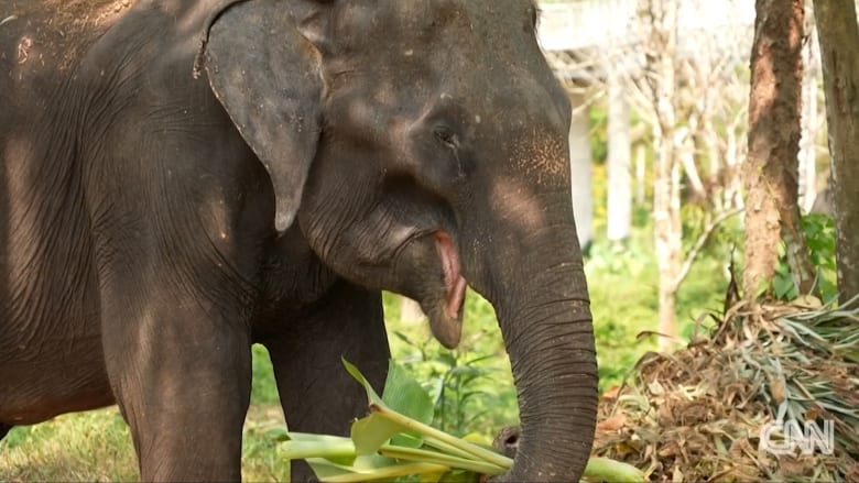 تجول مع فيلة تايلاند الشهيرة مجدداً.. فوكيت تسعى لإنعاش السياحة بخطة تسمح للمسافرين الملقحين بزيارتها