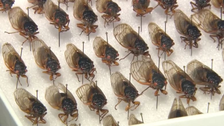 مليارات من حشرات "الزيز" تستعد لغزو أمريكا بعد 17 عامًا قضتها تحت الأرض