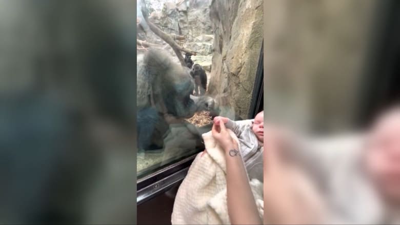 شاهد ما حصل عندما أظهرت أم طفلها الجديد لغوريلا في حديقة حيوانات في بوسطن