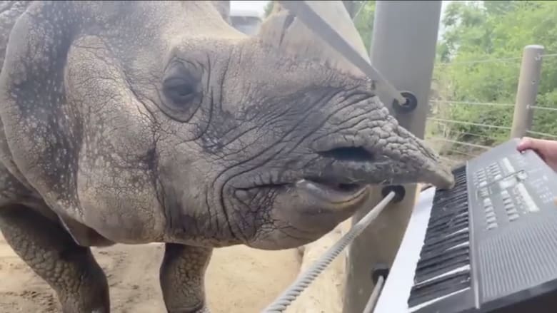 شاهد وحيد القرن بعزف البيانو بشفته العليا احتفالاً بعيد ميلاده