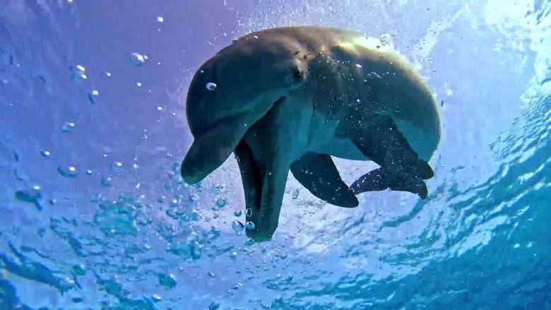 دلفين يستعرض مهارته في السباحة أمام عدسة غواص بمياه جزر البهاما