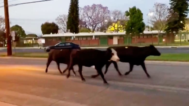 قطيع أبقار يهرب من مصنع لتعبئة اللحوم بأمريكا.. شاهد الفوضى التي أحدثها
