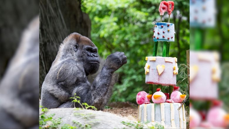 حديقة حيوانات تحتفل بعيد ميلاد أقدم غوريلا حي في العالم.. كم عمره؟