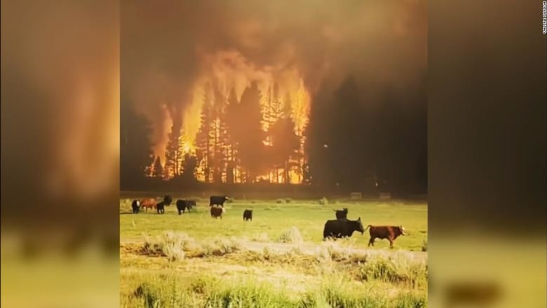 210721194221-tamarack-fire-cows-super-169.jpeg