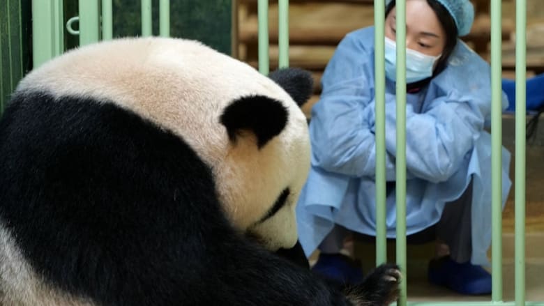 شاهد الباندا العملاقة تلد توأمًا من الإناث في حديقة حيوان في فرنسا