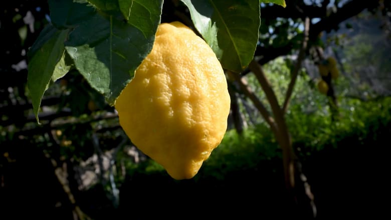 الليمون.. تعرف على فوائده الصحية واستخداماته في المنزل