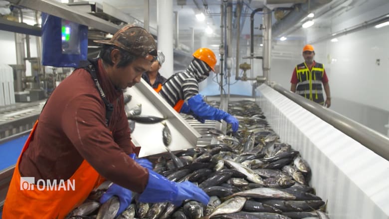 شاهد.. خطط عُمان لغزو أسواق الأسماك العالمية وبطريقة مستدامة