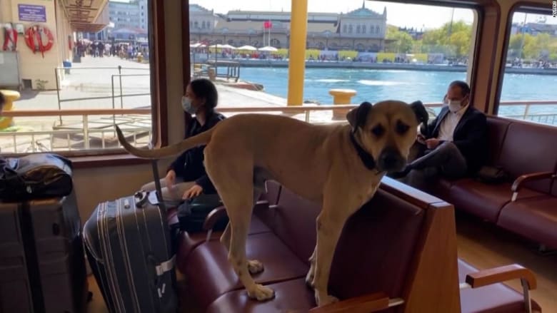 كاميرا ترصد كلبا يستخدم وسائل النقل بمفرده للتنزه يوميًا في أسطنبول