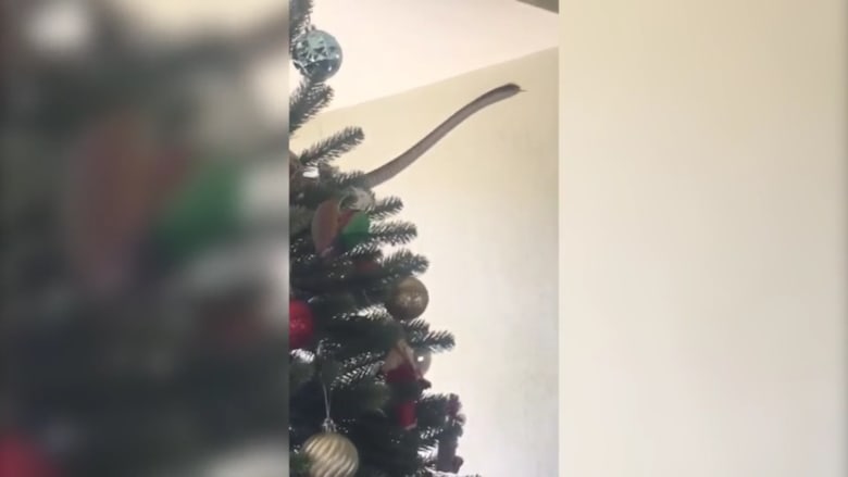 شاهد.. عائلة تجد ثعبانا في شجرة عيد الميلاد بمنزلها
