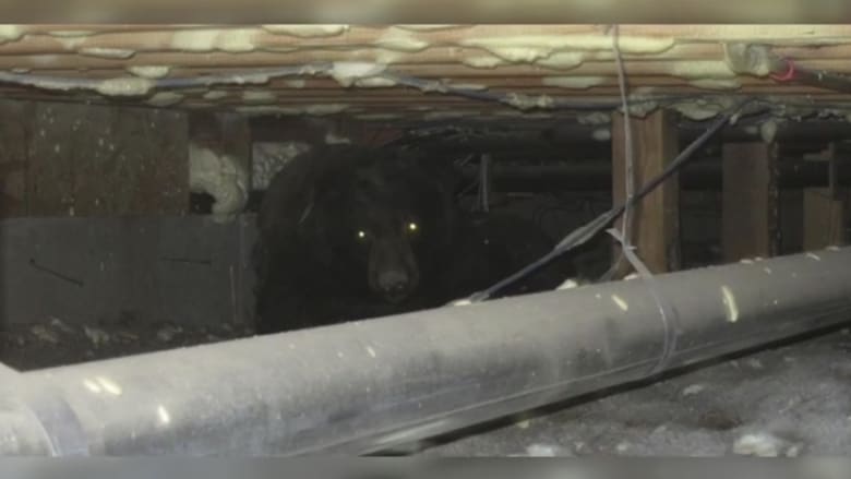 أمريكي يتفاجىء بدب ضخم يسكن في قبو منزله.. شاهد رد فعله