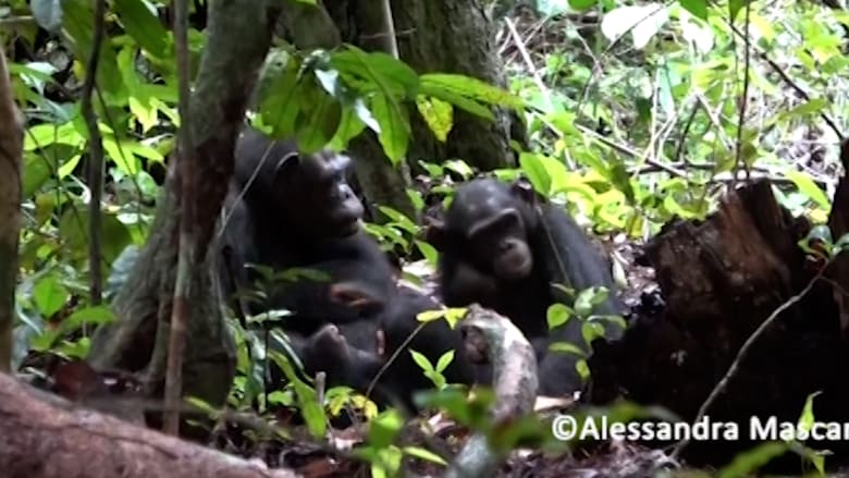 مشهد لم يسبق له مثيل في الطبيعة.. شاهد قرود الشمبانزي تضع الدواء لقرود أخرى حتى تُشفى من المرض
