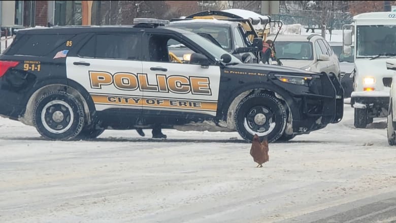 كاميرا ترصد دجاجة تقف في منتصف طريق مزدحم بالسيارات.. والشرطة تتدخل