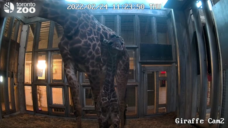 كاميرا ترصد عجل زرافة حديث الولادة يقف لأول مرة في غضون ساعة ونصف من ولادته في حديقة حيوانات