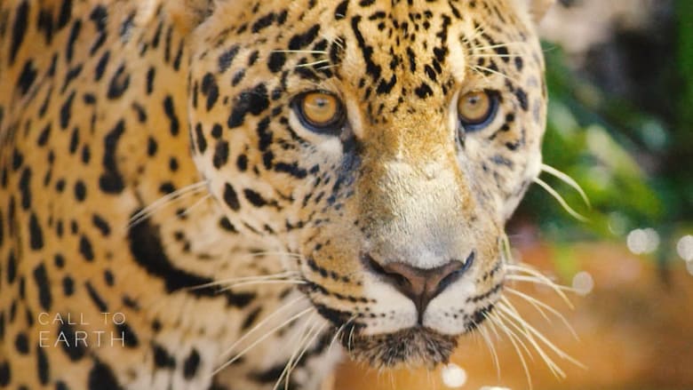شاهد كيف يحاول نشطاء حماية أكبر القطط البرية في أمريكا الجنوبية.. النمور الأمريكية