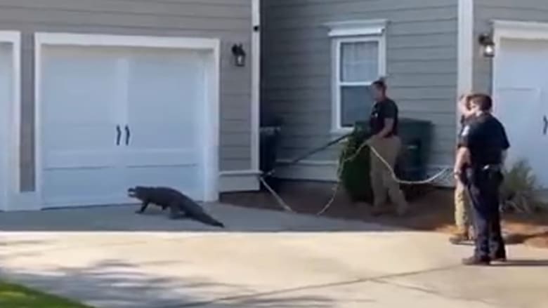 شاهد.. لحظة إمساك تمساح وسط حي سكني بأمريكا