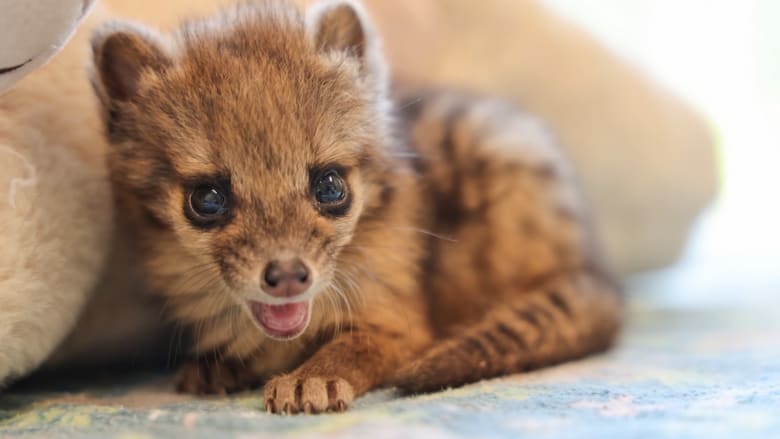 شاهد.. ولادة هذا الحيوان اللطيف لأول مرة في أمريكا بحديقة حيوانات في ناشفيل.. ما هو؟
