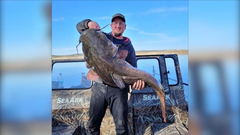 شاهد.. رجل يحطم رقم قياسي ويصطاد سمكة سلور ضخمة وزنها حوالي 30 كيلوغرامًا أثناء الصيد في نهر ميسوري بأمريكا
