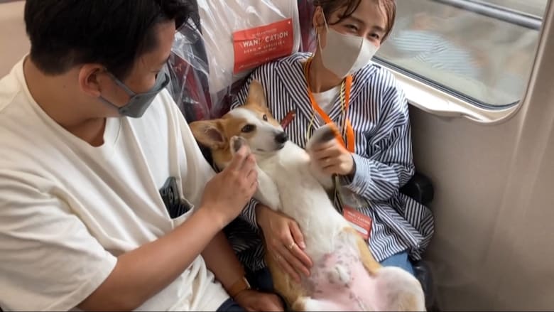هل تريد ركوب “قطار الكلاب“؟ شاهد رحلة خاصة للحيوانات الأليفة في اليابان