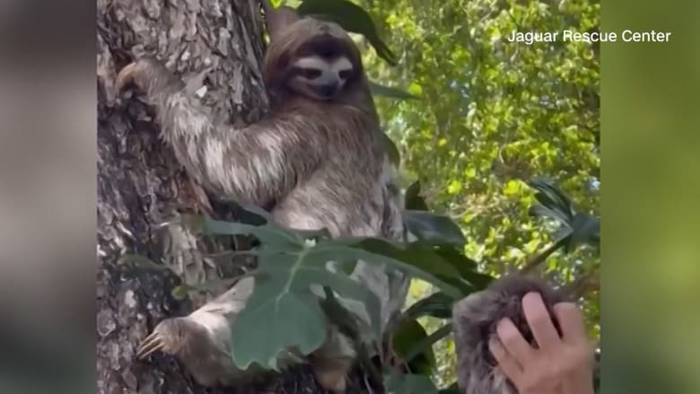 سقط من على شجرة.. فيديو يُظهر التئام شمل حيوان كسلان رضيع مع والدته