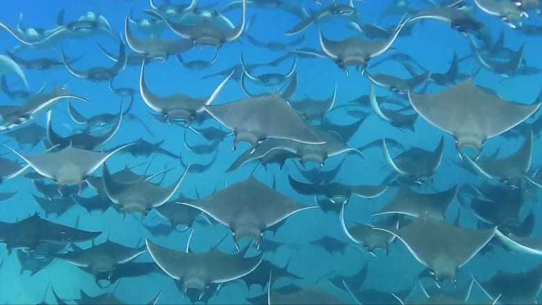 أشبه بالخفافيش..آلاف الأسماك تحلق بتناغم مثالي في مقطع فيديو مذهل