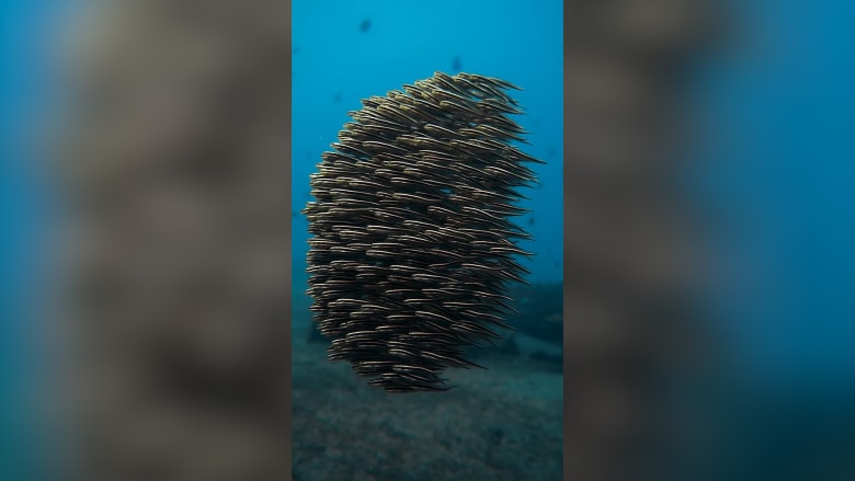 كرة من أسماك السلور المرجاني المخططة