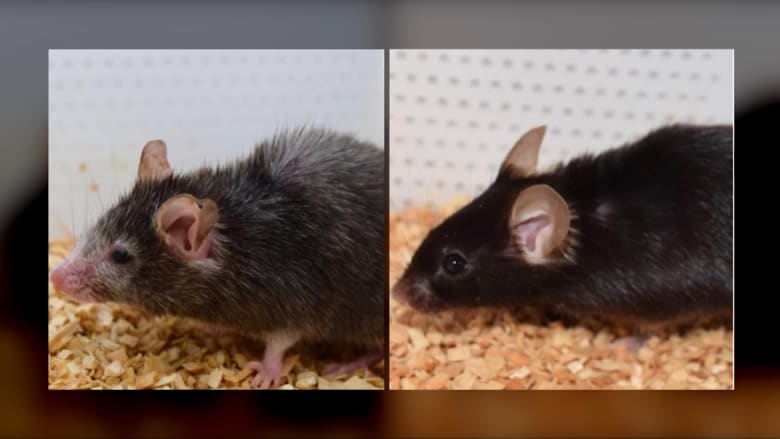 هل تريد أن تكون شاباً مرة اخرى؟ علماء يعكسون عملية الشيخوخة في الفئران.. والآن يريدون أن يفعلوا الشيء ذاته مع البشر
