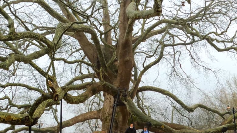في تركيا.. زر شجرة عملاقة يتجاوز عمرها 6 قرون تعود للحقبة العثمانية