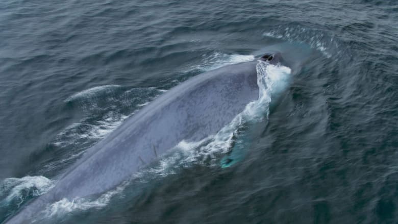 تصطدم بها السفن وتشوش على أغانيها..كيف يسعى العلماء لحماية الحيتان الزرقاء؟