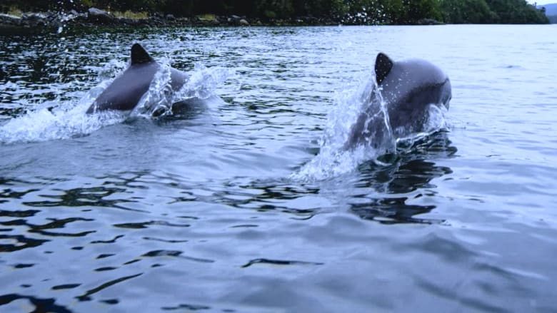 فيديو نادر لأحد أصغر الدلافين في العالم
