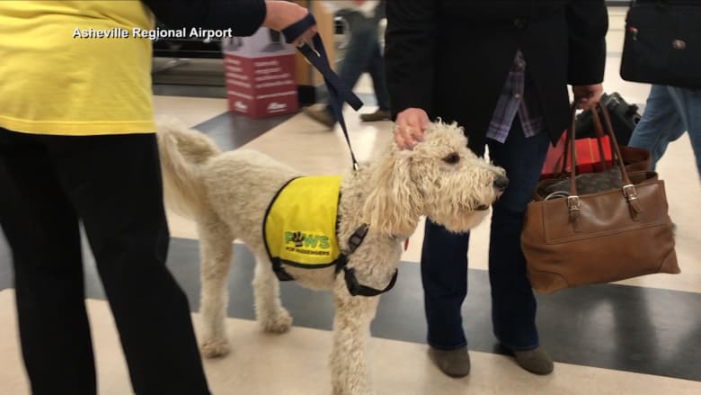 كلاب علاجية في أحد المطارات تخفّف من ضغوط السفر.. كيف؟