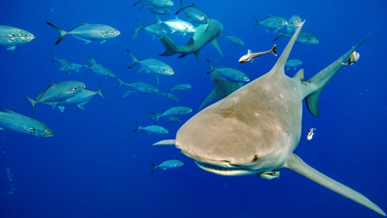 هل هناك علاقة بين هجمات القرش وارتفاع درجات الحرارة؟