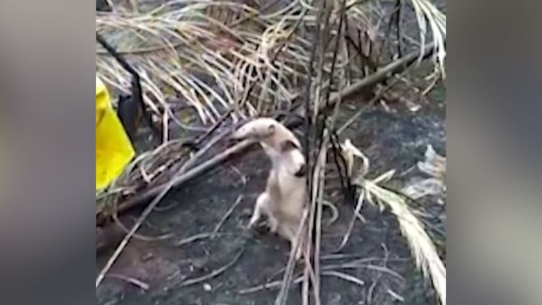 فيديو مؤثر لإنقاذ حيوان مصاب من وسط حرائق الغابات في بوليفيا