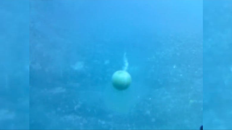 ماذا حصل عندما فقس هذا الغواص بيضة على عمق 30 مترًا تحت الماء؟