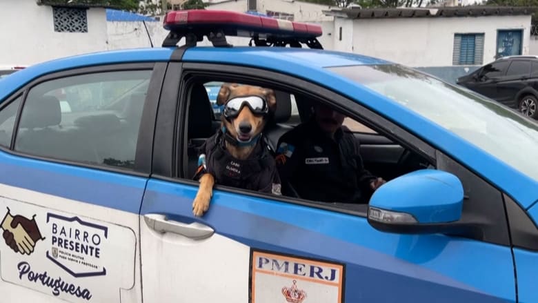 قابلوا "العريف أوليفيرا".. من كلب تم إنقاذه إلى عضو في الشرطة البرازيلية