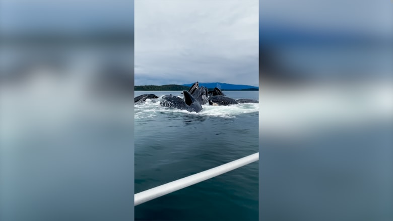 في ألاسكا.. امرأة توثق التزامن المذهل لحيتان حدباء تنبثق من الماء