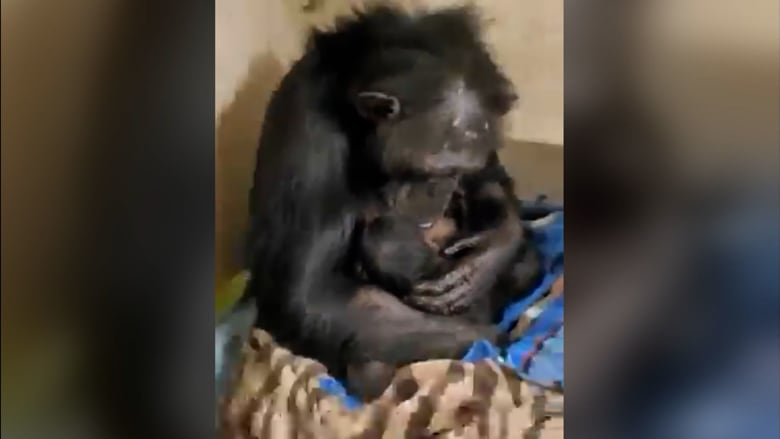 221118190253-chimpanzee-mother-and-baby-reunited.jpeg