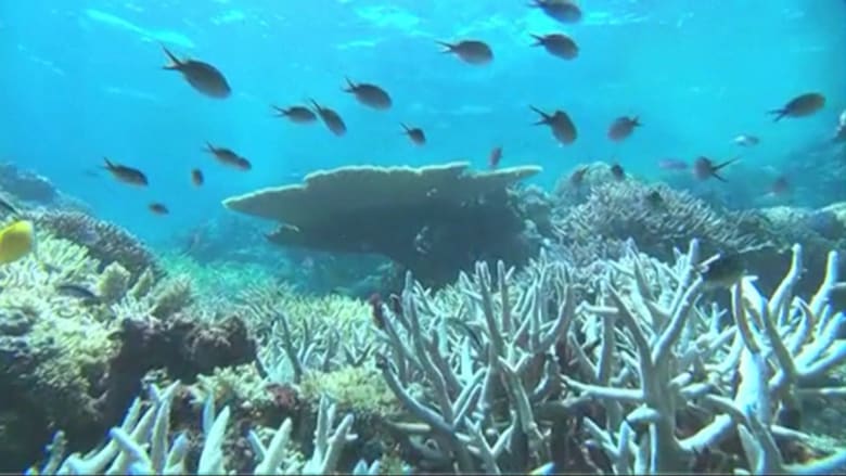 شاهد .. باحثون في أستراليا يبتكرون تقنية جديدة لمساعدة الشعاب المرجانية على التعافي من آثار تغير المناخ