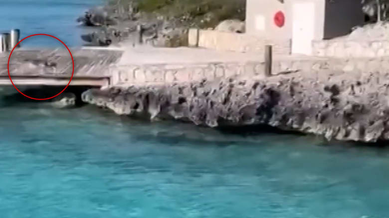 شجاعة أم حظ؟ شاهد لحظة مواجهة كلب لقرش رأس المطرقة