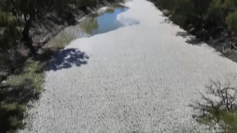 مشهد مؤلم.. فيديو يُظهر ملايين الأسماك النافقة تطفو على سطح ثاني أطول أنهار أستراليا
