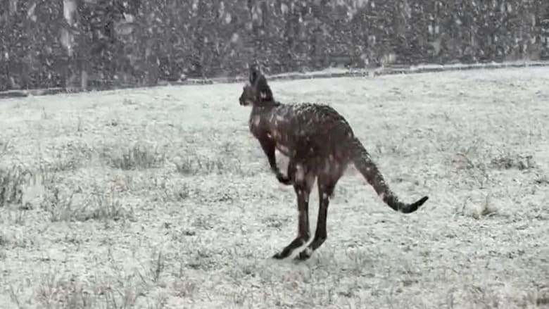 في مشهد غير مألوف.. شاهد حيوانات كنغر وهي تتجول وسط الثلوج في أستراليا