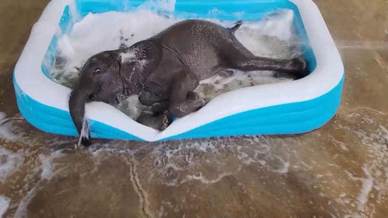 elephant-calf-enjoys-bath-time-at-zoo.png