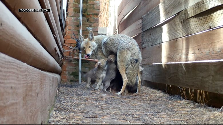 أنثى ذئب القيوط تختار مأوى مميزا لتربية جرائها.. وهذا ما وثقته كاميرا على مدار أسبوعين