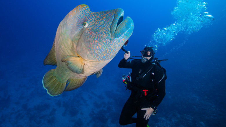 في مصر.. كاميرا ترصد سمكة ضخمة تستطيع تغيير جنسها من أنثى إلى ذكر