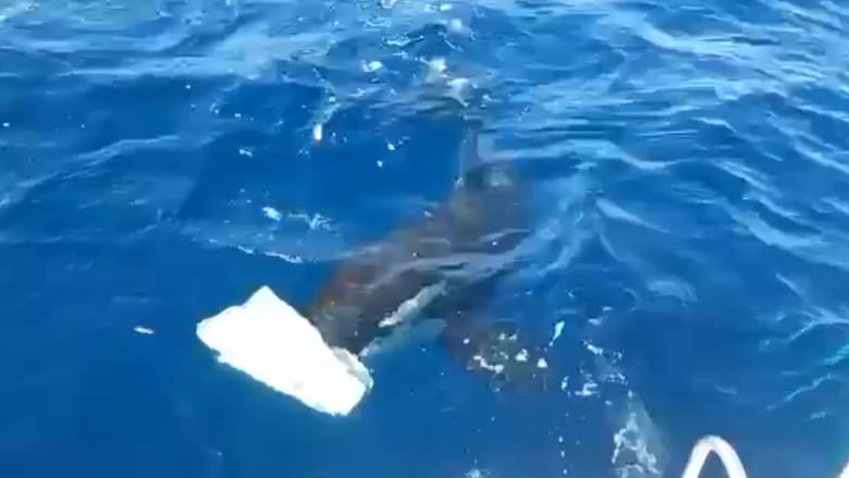 فيديو يُظهر حيتان الأوركا تهاجم وتكسر دفتي قارب طواف في مضيق جبل طارق