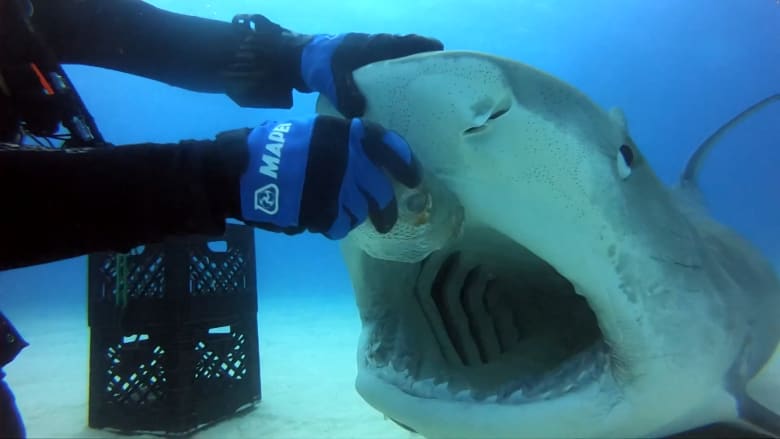 غوّاص يصوّر مشهدًا مخيفًا داخل فم سمكة القرش النمري بجزر البهاما
