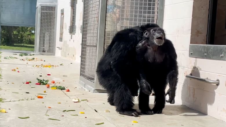 فيديو يرصد لحظة مؤثرة.. شمبانزي حُبست طيلة حياتها ترى السماء لأول مرة