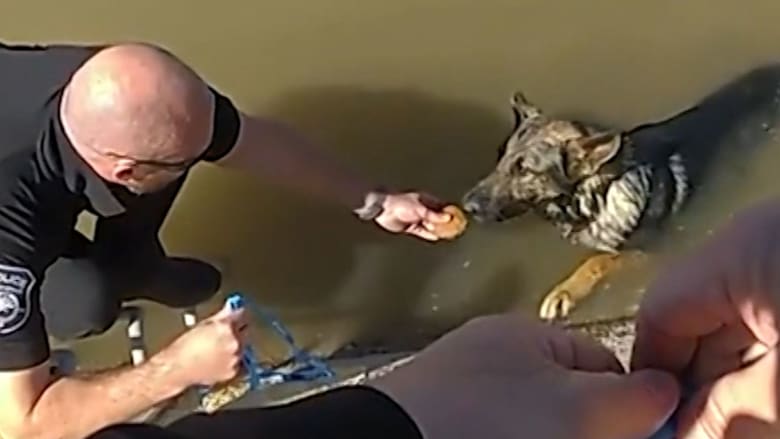 شاهد كيف أنقذت كعكة كلبًا من الغرق