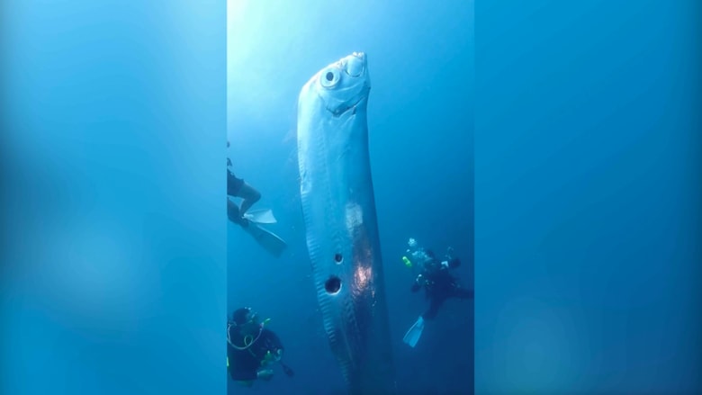 مشهد نادر لسمكة “المجداف” العملاقة رصدها غواصون في المياه الضحلة