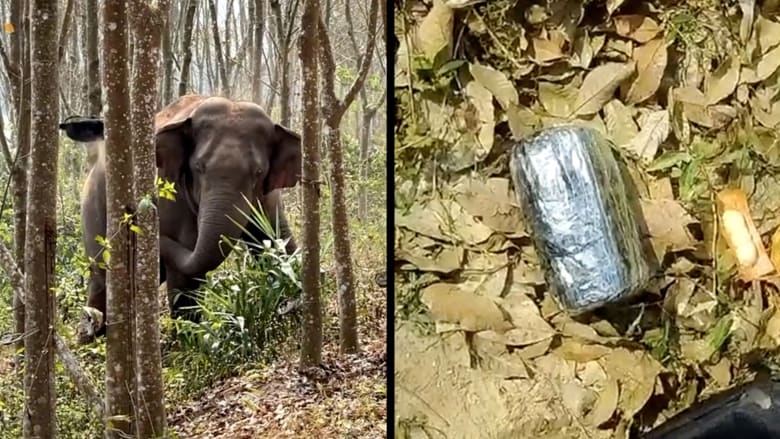 اكتشفها أثناء نقله بعيدًا عن قرية.. شاهد كيف ضبط فيل بري حقيبة مخدرات بأحد أدغال الصين